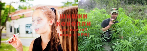 шишки Осинники